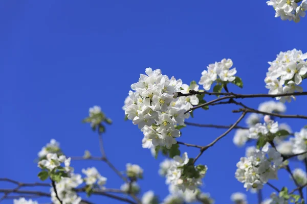 Blühender Baumfrühling — Stockfoto