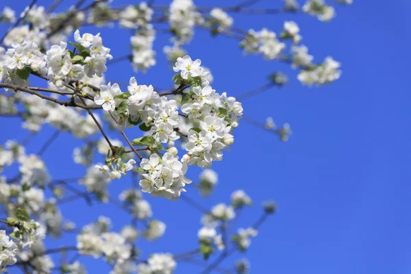 Blühender Baumfrühling — Stockfoto