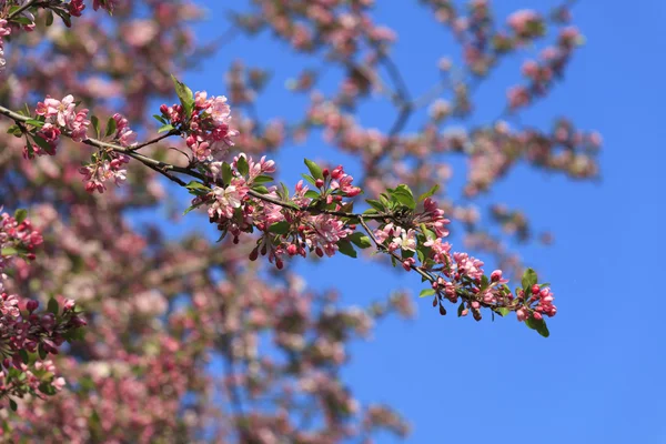 Blühender Baumfrühling — Stockfoto