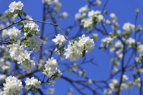 çiçek ağaç bahar