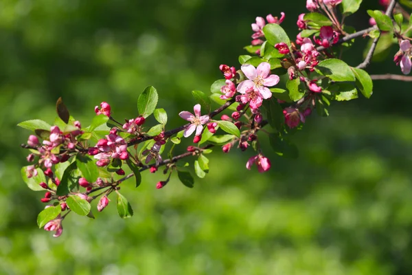 Blossomed tree spring — Stock Photo, Image