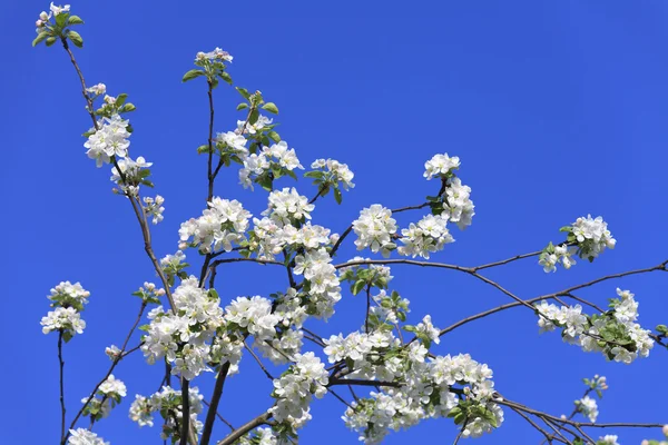 Blommade trädet våren — Stockfoto