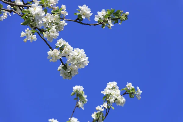 Primavera de árbol florecido — Foto de Stock