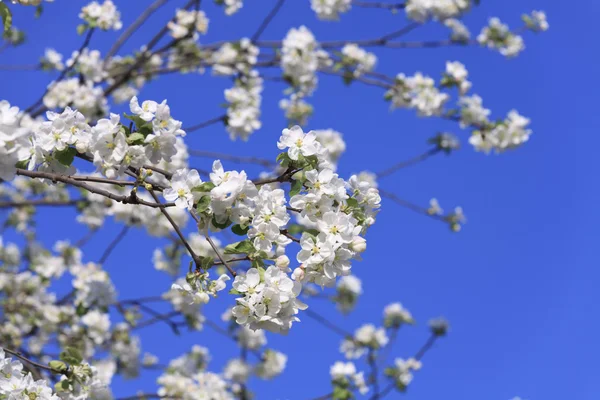 Primavera de árbol florecido — Foto de Stock