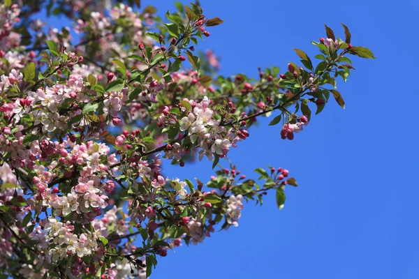 Blommade trädet våren — Stockfoto