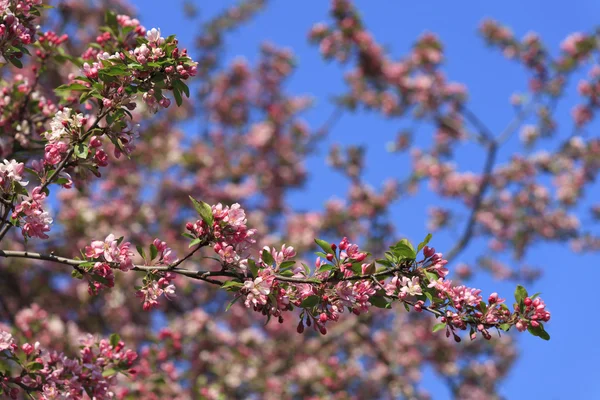 Весна розцвіли дерева — стокове фото