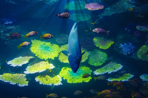 Peces en el acuario de Bangkok —  Fotos de Stock