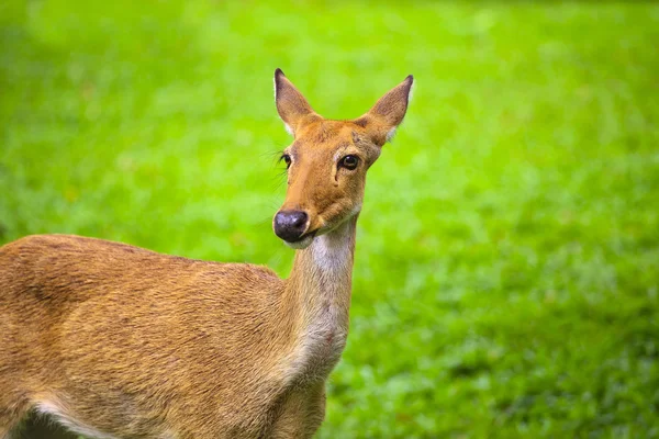 Khao kheow open zoo, eld 's reh — Stockfoto