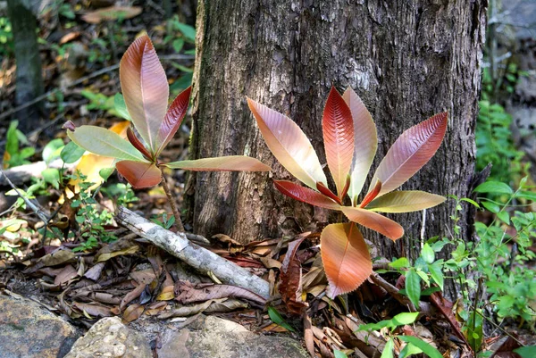 野生の草本植物 ベトナム フーコック島の自然保護区 — ストック写真