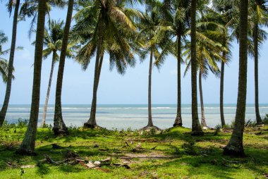 Tropik bir plajda palmiye ağaçları olan bir manzara. Phu Quoc Adası, Vietnam