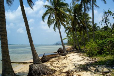 Tropik bir plajda palmiye ağaçları olan bir manzara. Phu Quoc Adası, Vietnam