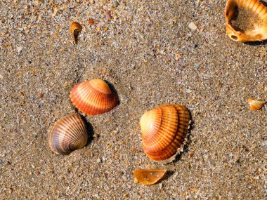 Hazar Denizi kıyılarında deniz kabukları. Dağıstan Cumhuriyeti, Rusya
