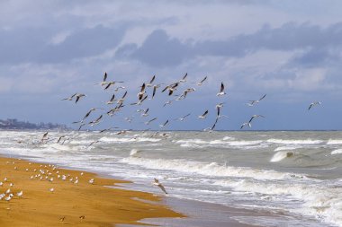 Martılar baharda Kaspiysk yakınlarındaki Hazar Denizi 'ne göç ederken. Dağıstan Cumhuriyeti. Rusya
