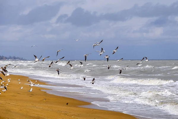 Mouettes Lors Leur Migration Printanière Vers Mer Caspienne Près Kaspiysk Image En Vente