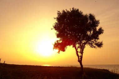 Yunanistan 'ın Chalkidiki yarımadası, Cape Sani yakınlarında bir ağaç ve günbatımı olan kıyı manzarası