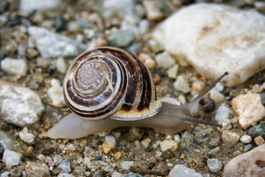 Deniz kıyısında salyangoz, Chalkidiki yarımadası, Yunanistan