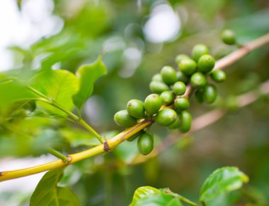 kahve çekirdekleri dalı