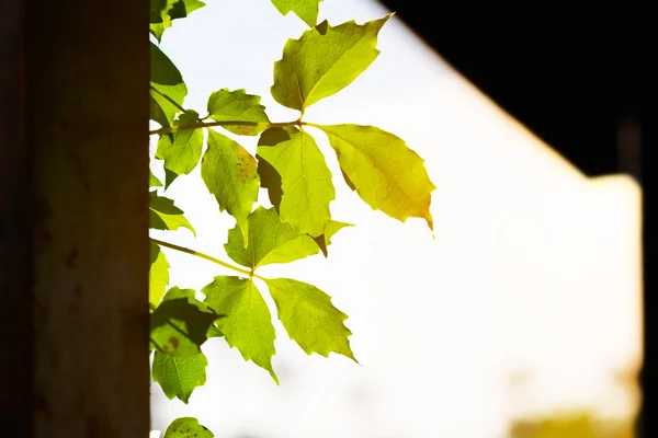 Folhas verdes na luz solar que se estende da parede — Fotografia de Stock