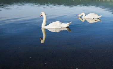 İki zarif kuğu simming göl.