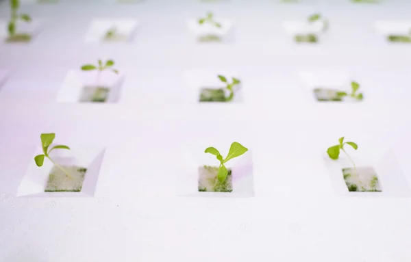 Green seedling growing in white plastic container — Stock Photo, Image