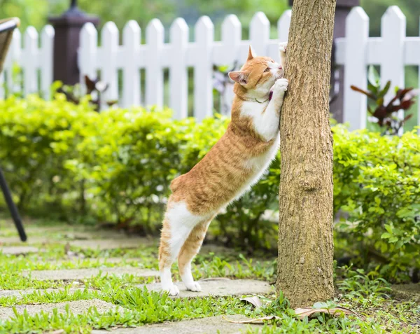 Симпатичный кот стоит и кладет лапы на ветку дерева — стоковое фото