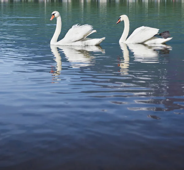 Cisnes brancos nadando em lago tranquilo . — Fotografia de Stock