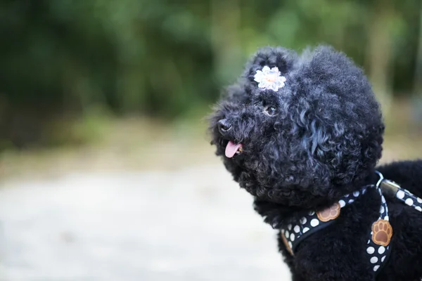 Perro negro con correa con flor en pelo rizado en zona boscosa —  Fotos de Stock