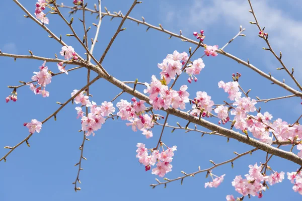 Kiraz çiçeği bahar mavi gökyüzü altında — Stok fotoğraf
