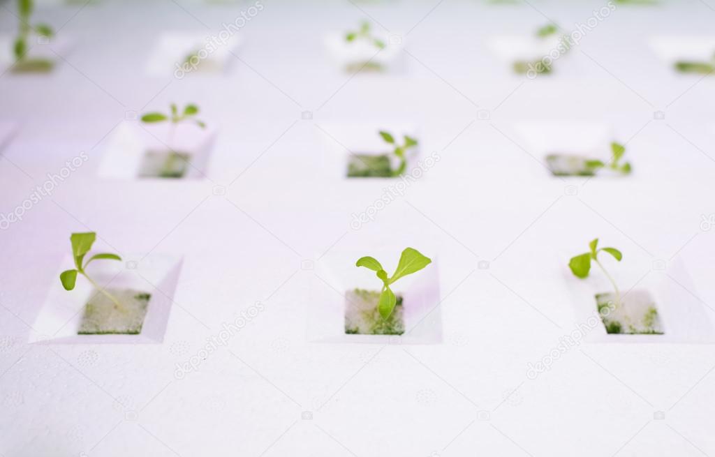 Green seedling growing in white plastic container