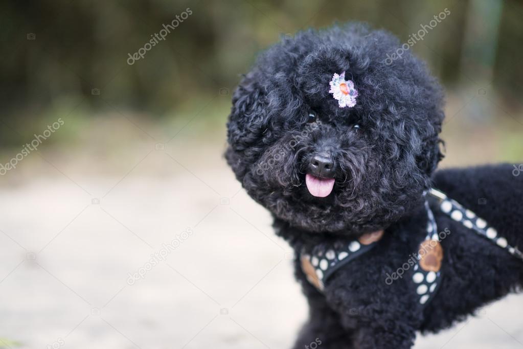 Black Dog on Leash Wearing Flower in Curly Hair in Wooded Area