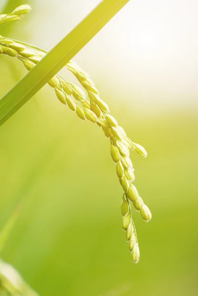 Paddy rice harvest — Stock Photo, Image