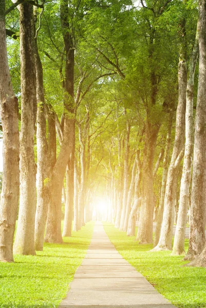 Pequena estrada através da fileira de árvores — Fotografia de Stock
