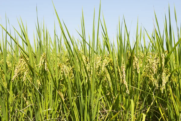 Campo de fram com arroz maduro sob o céu azul — Fotografia de Stock