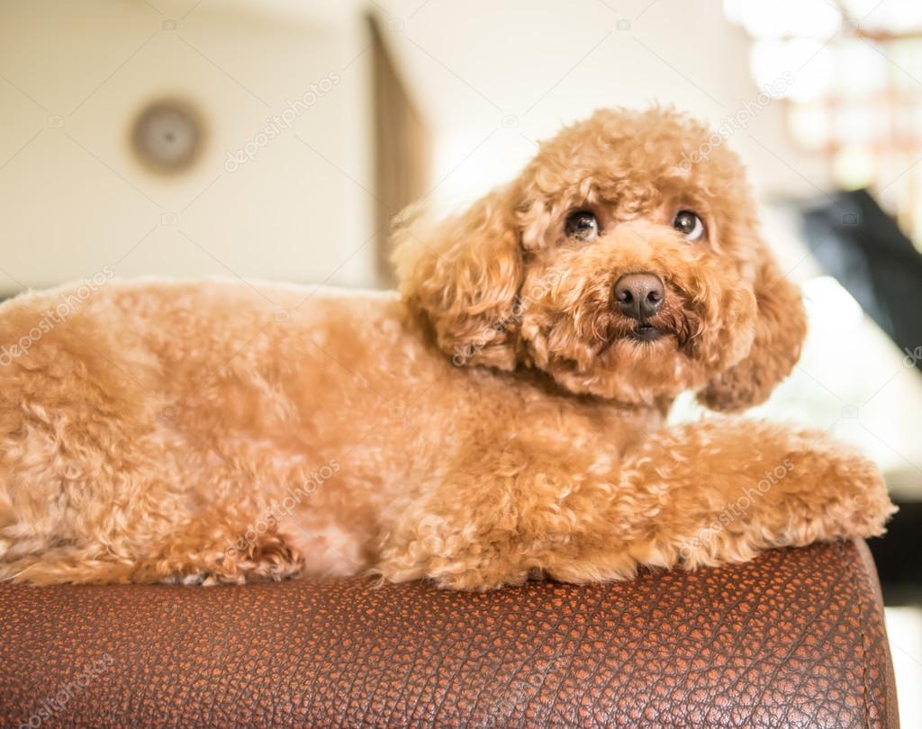 Red poodle lying prone on top of back of sofa