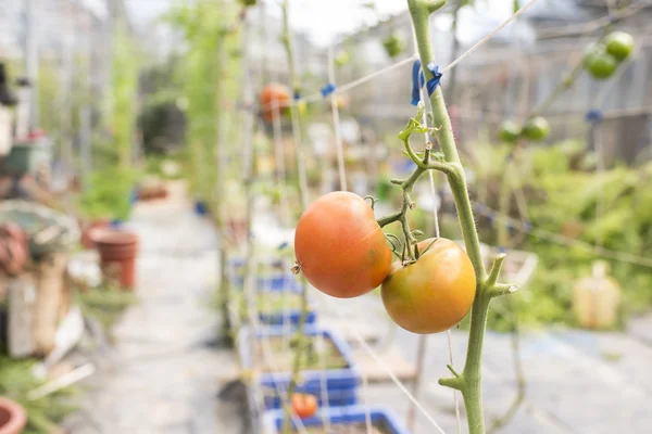 Turuncu domates bitki sera içinde büyüyen — Stok fotoğraf