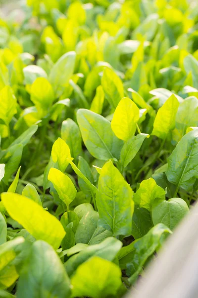 Fresh Green Plant Leaves at the Garden — Stock Photo, Image