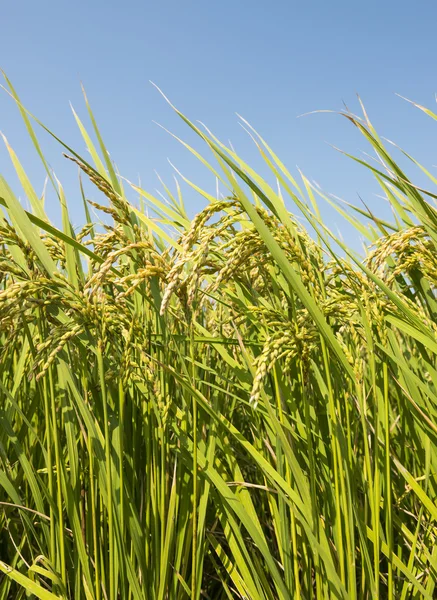 Fram mezőben kék ég alatt érett rizzsel Jogdíjmentes Stock Fotók
