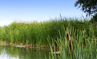 Saz Balaton Gölü, Macaristan