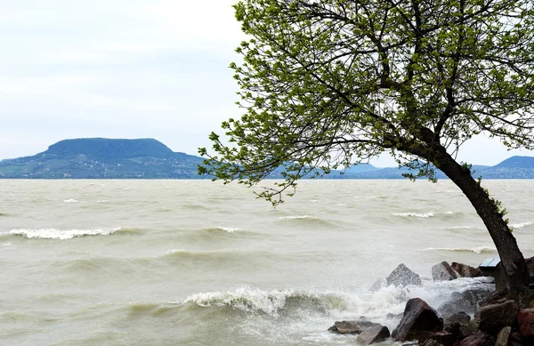 Bouřlivé jezero Balaton — Stock fotografie