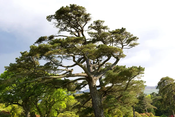 Oude grote naaldboom in Ierland — Stockfoto