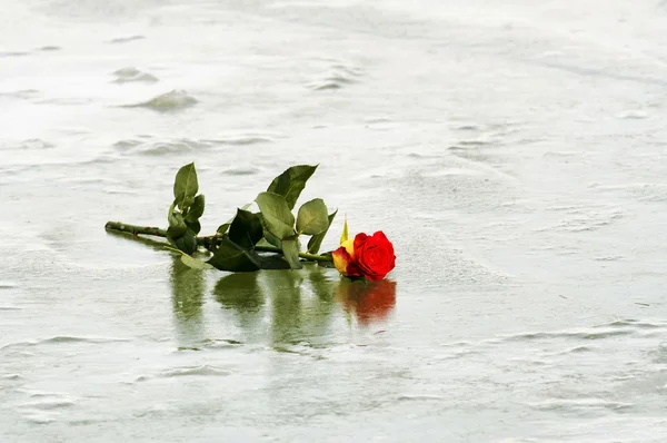 Rose rouge sur glace — Photo