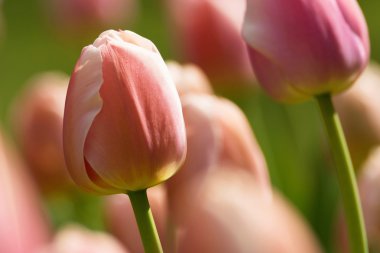 Lale bahar zamanında