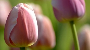 Lale bahar zamanında