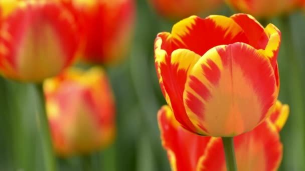 Belle tulipe au printemps 