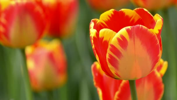 Mooie tulip in de lentetijd — Stockvideo