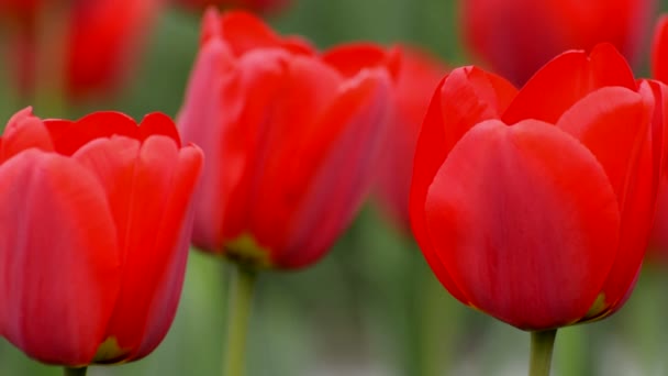 Tulipán rojo en primavera — Vídeos de Stock