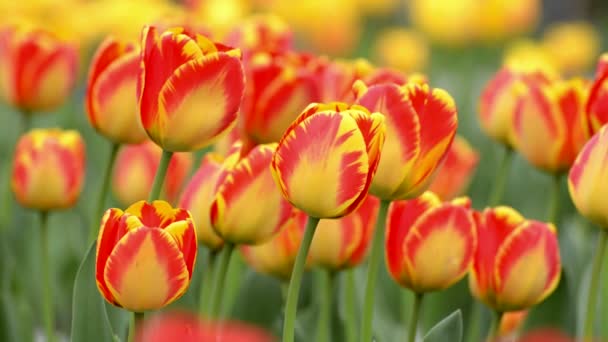 Tavasszal szép tulipán — Stock videók