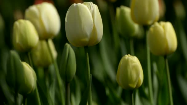 Тюльпан весной — стоковое видео