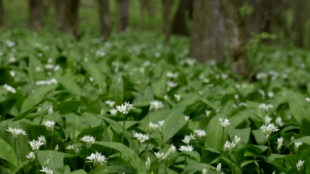 Wild verse en rijpe Daslook in bos in de lentetijd — Stockvideo