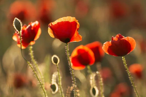 Poppies in summer time — Stock Photo, Image